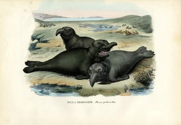Southern Elephant Seal